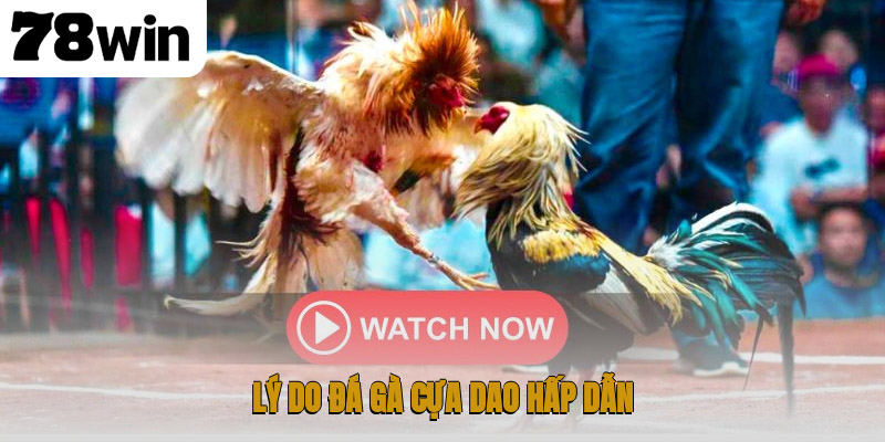 Đá Gà Cựa Dao – Thể Thao Đỉnh Cao Đầy Kịch Tính 3 Lý do đá gà cựa dao hấp dẫn